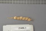 Click for 1 image(s) for this accession. Spike